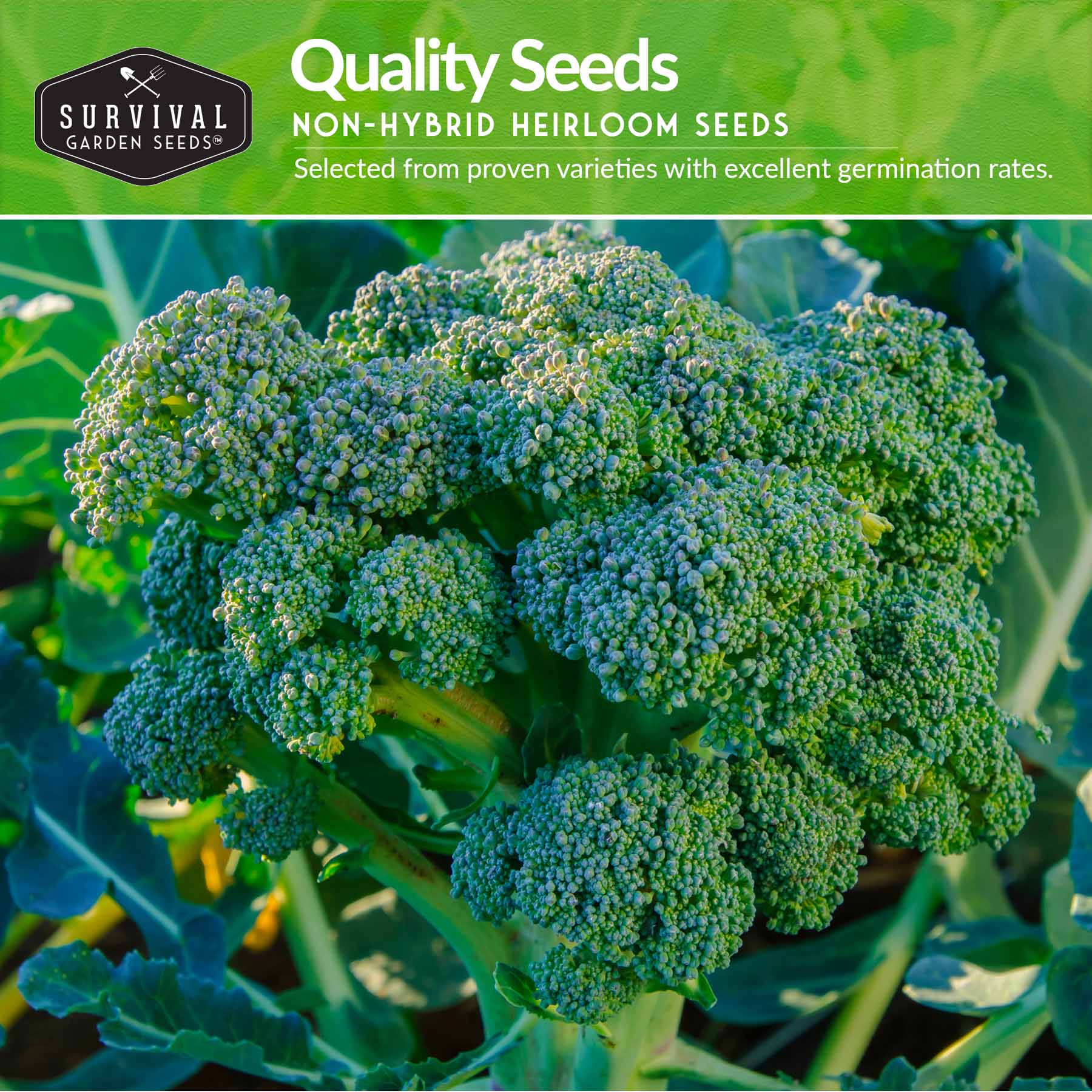 Broccoli Seed Collection - 3 Varieties – SurvivalGardenSeeds