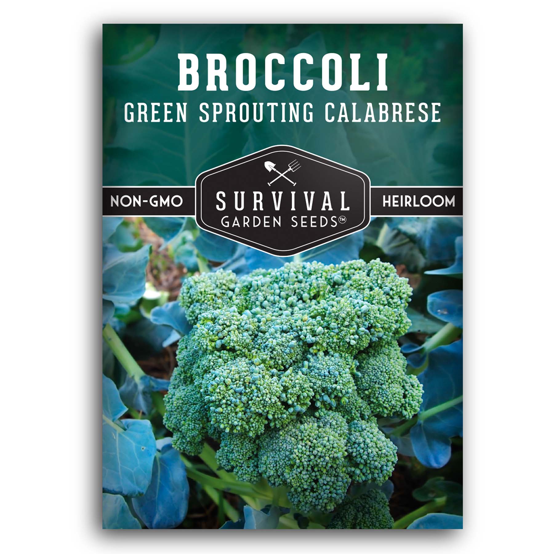Green Sprouting Calabrese Broccoli seeds for planting