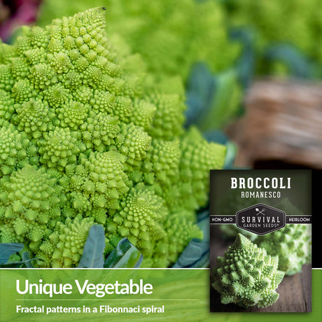 Romanesco Broccoli is a unique vegetable with a fractal pattern