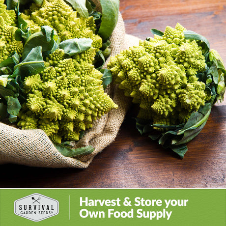 Harvest and store your own food supply