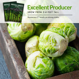 Catskill Brussels Sprouts are an excellent producers