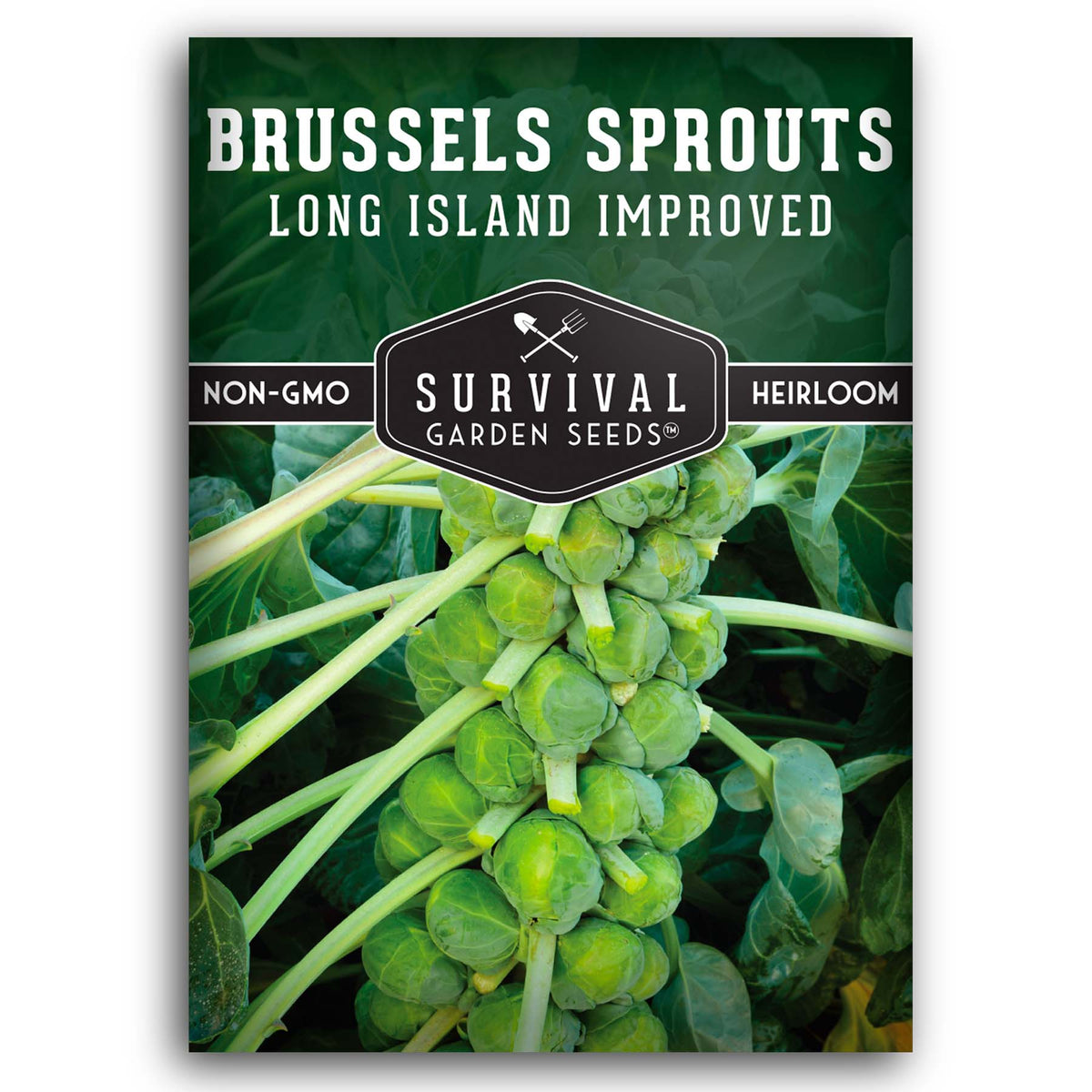 Long Island Improved Brussels Sprouts seeds for planting