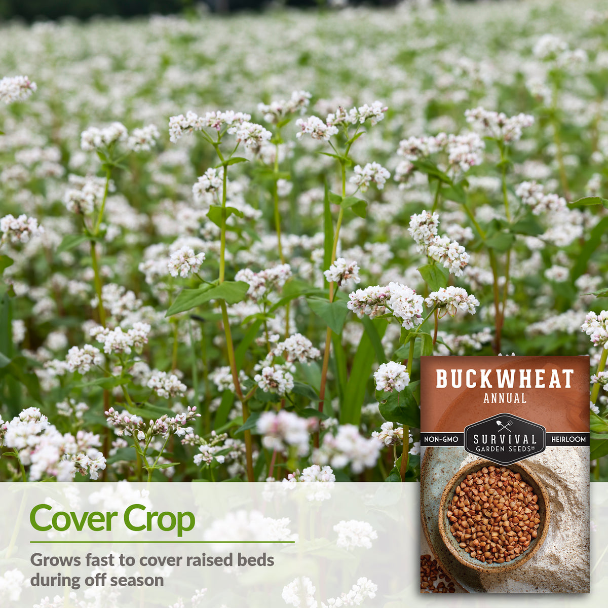 Buckwheat Seed