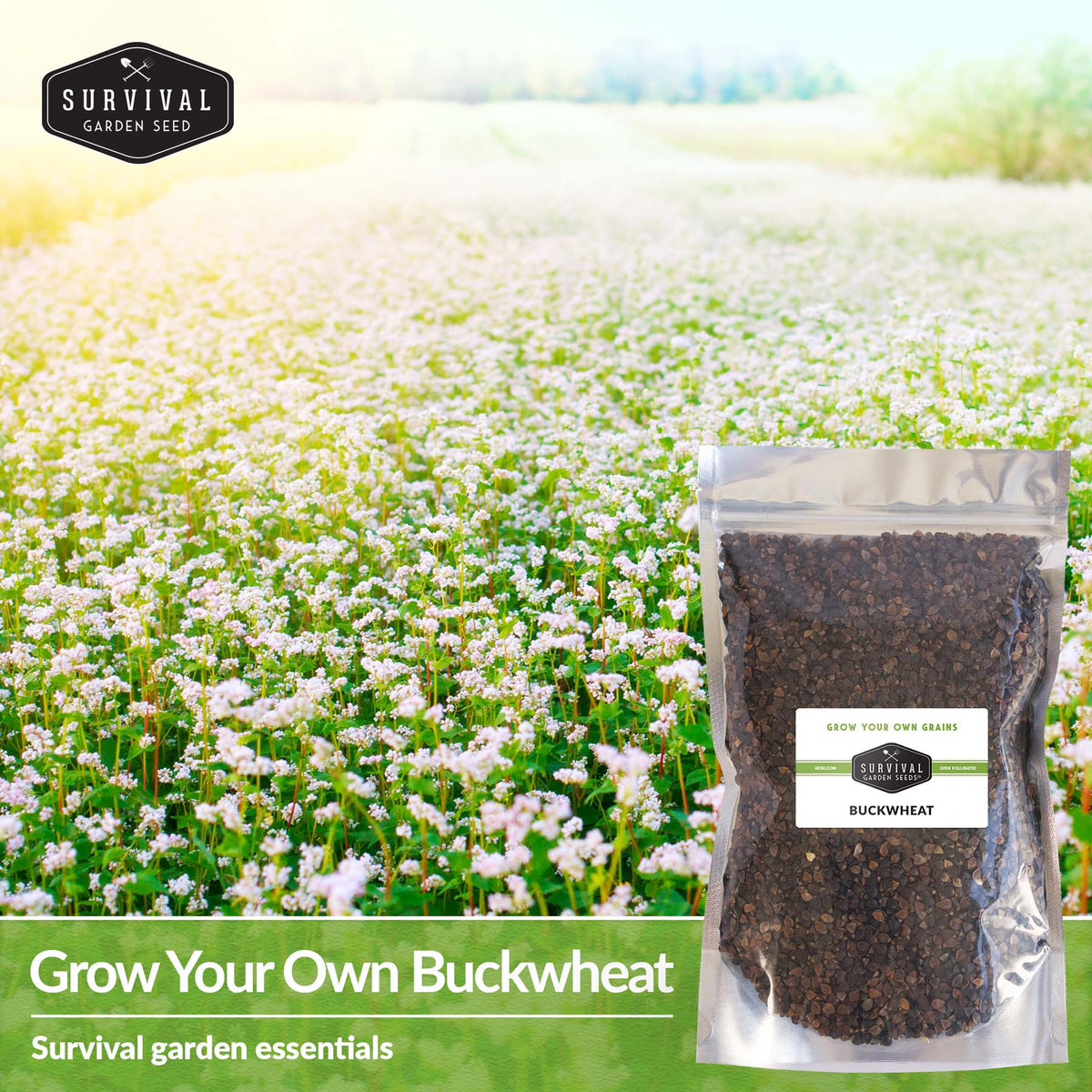 Grow your own grain - Buckwheat