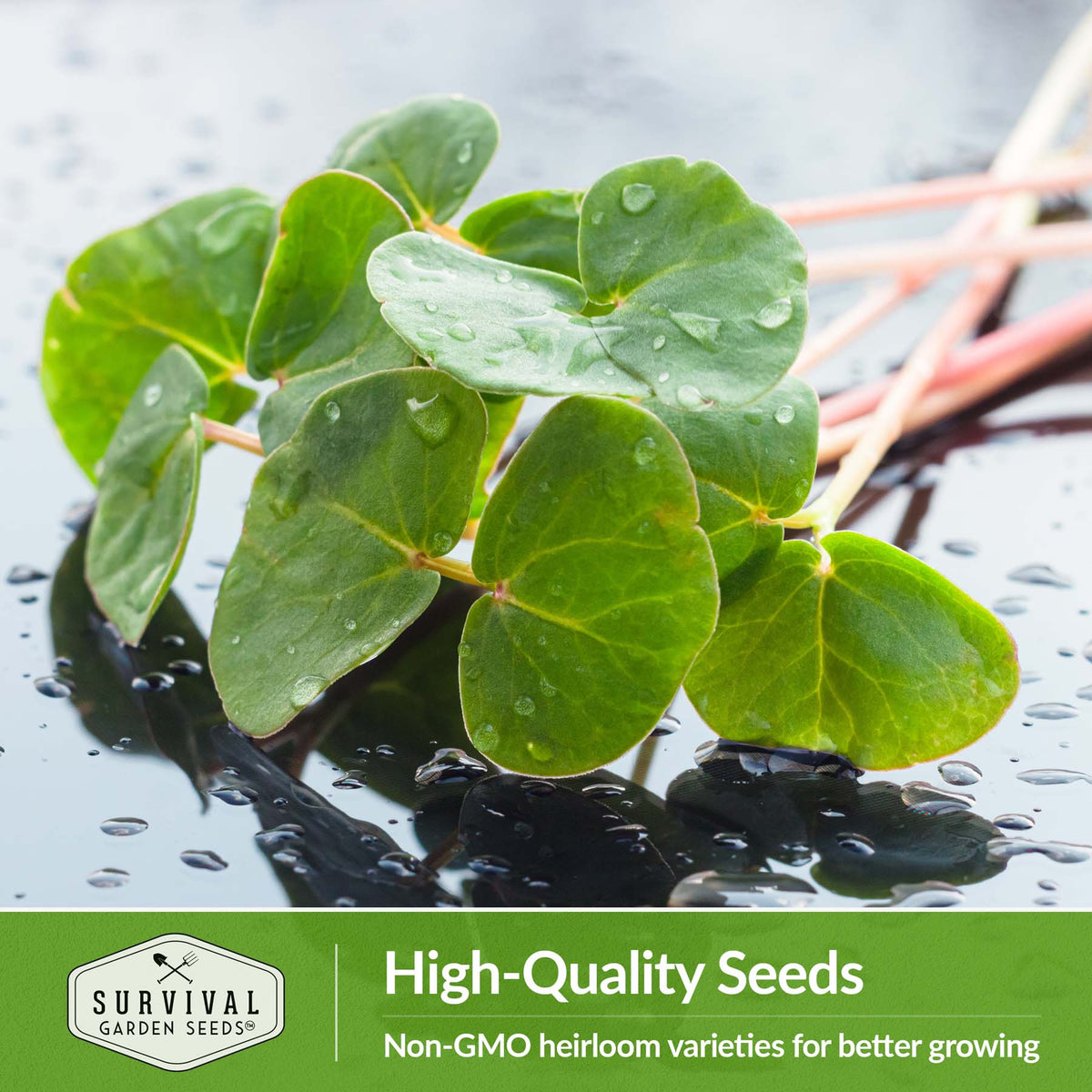 Buckwheat microgreen seeds are high quality heirloom seeds