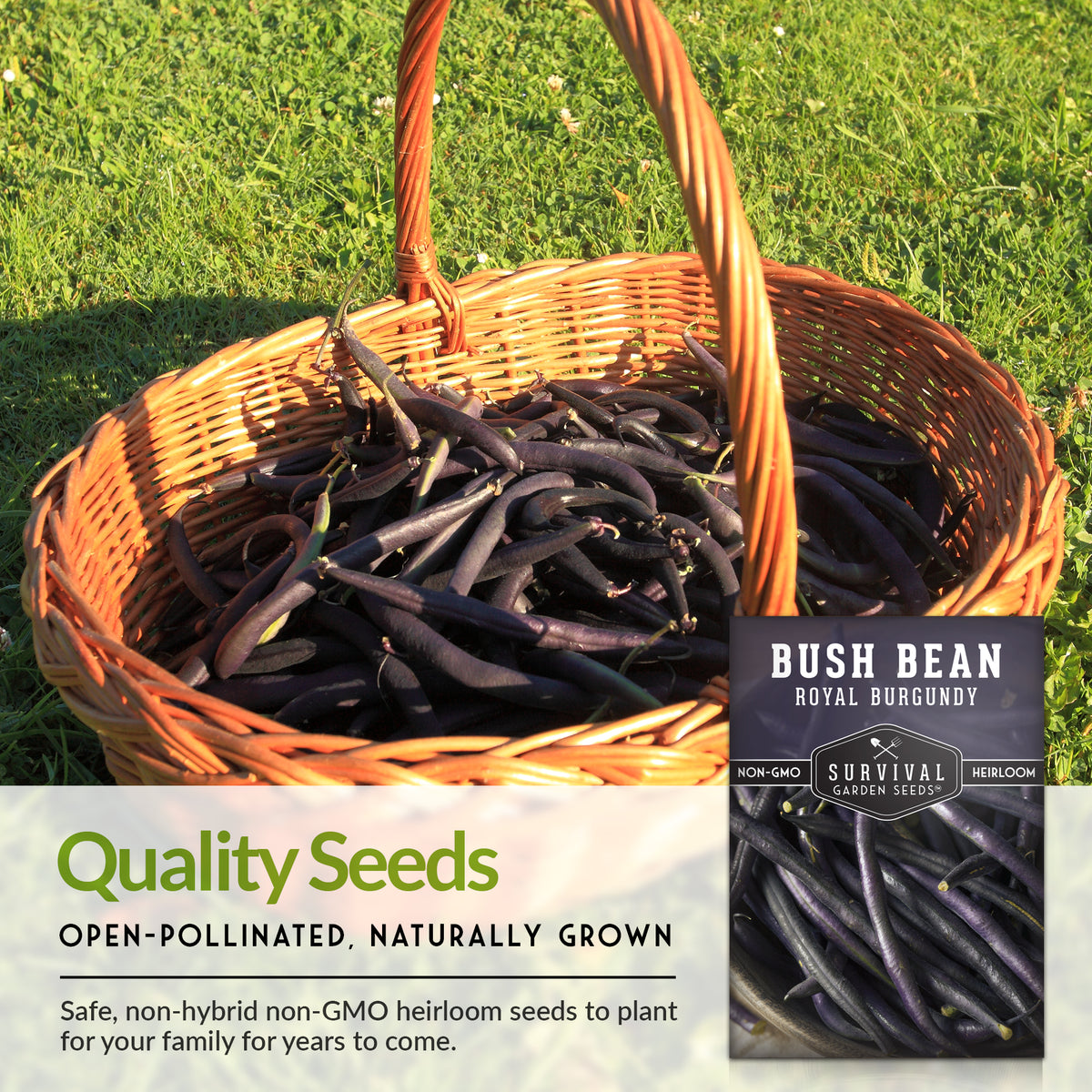 Royal Burgundy Bush Bean Seed