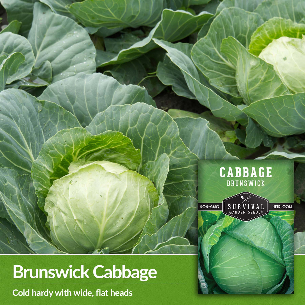 Brunswick Cabbage is cold hardy
