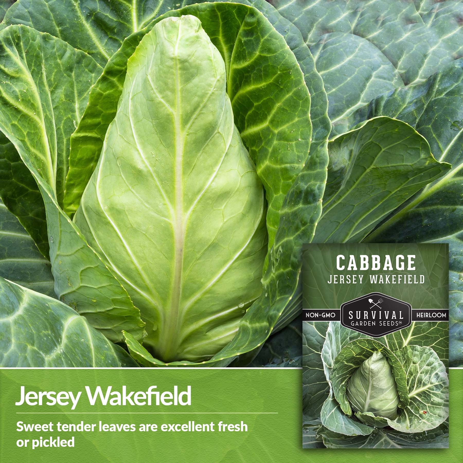 Jersey Wakefield Cabbage – Heirloom Seeds – SurvivalGardenSeeds