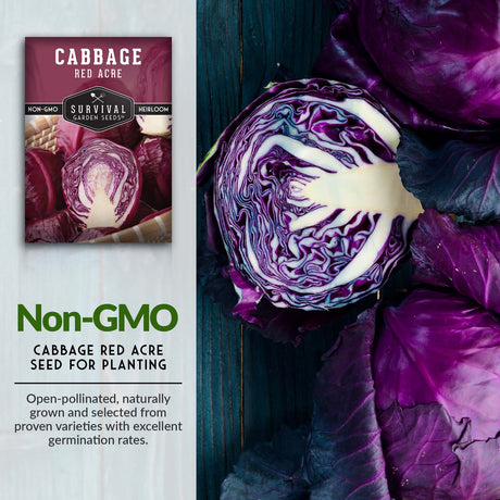 Open pollinated non-GMO cabbage seed for planting