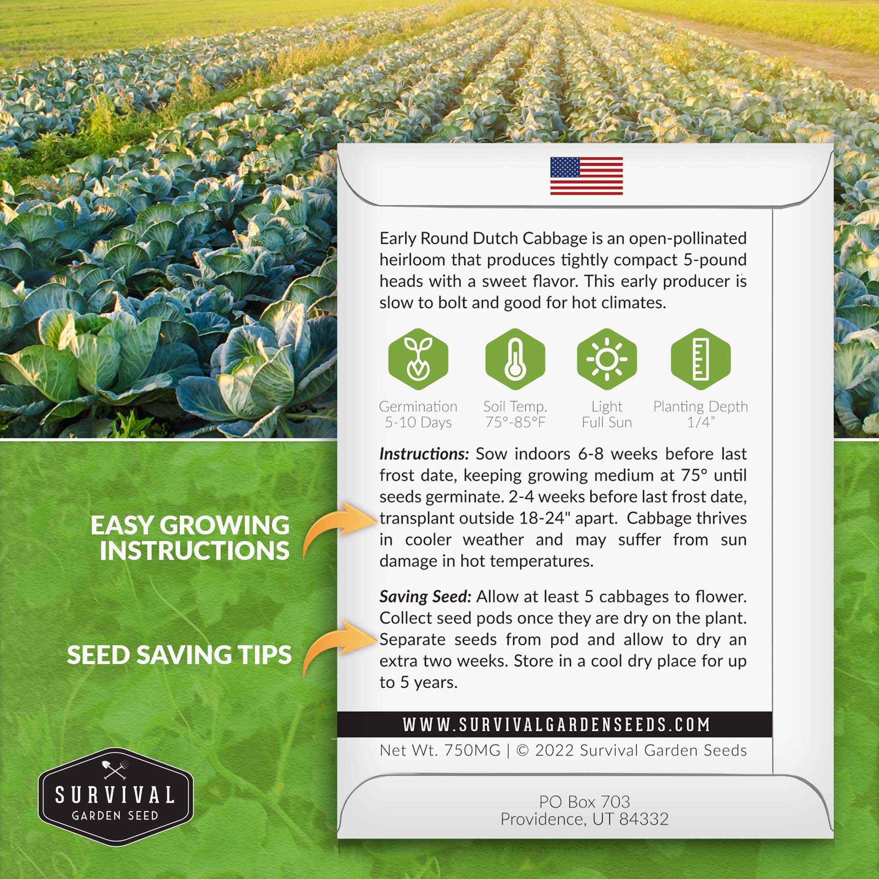Early Round Dutch Cabbage Seeds – 250 Non-GMO Seeds For Gardens, Heirloom Variety