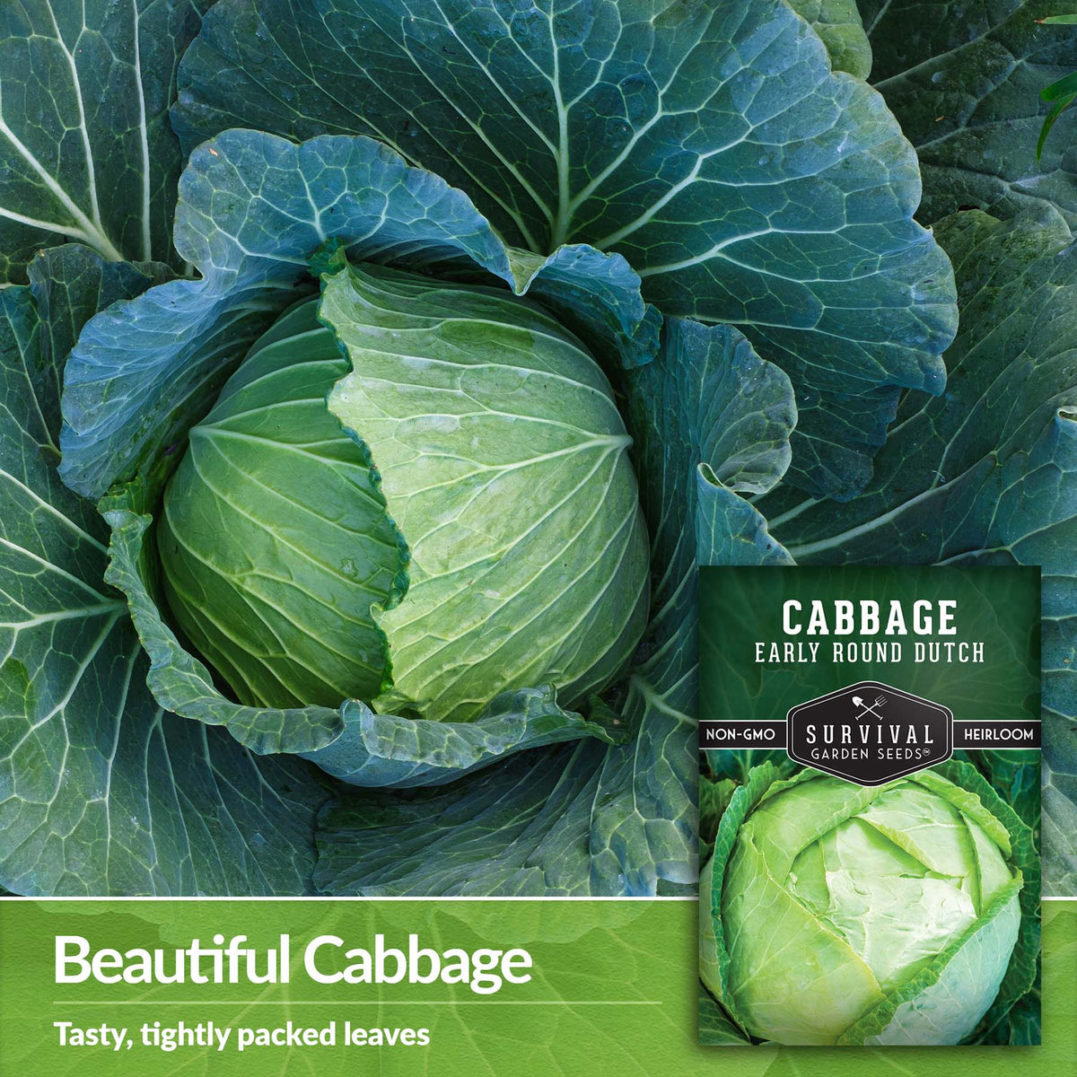 Early Round Dutch Cabbage has tasty, tightly packed leaves