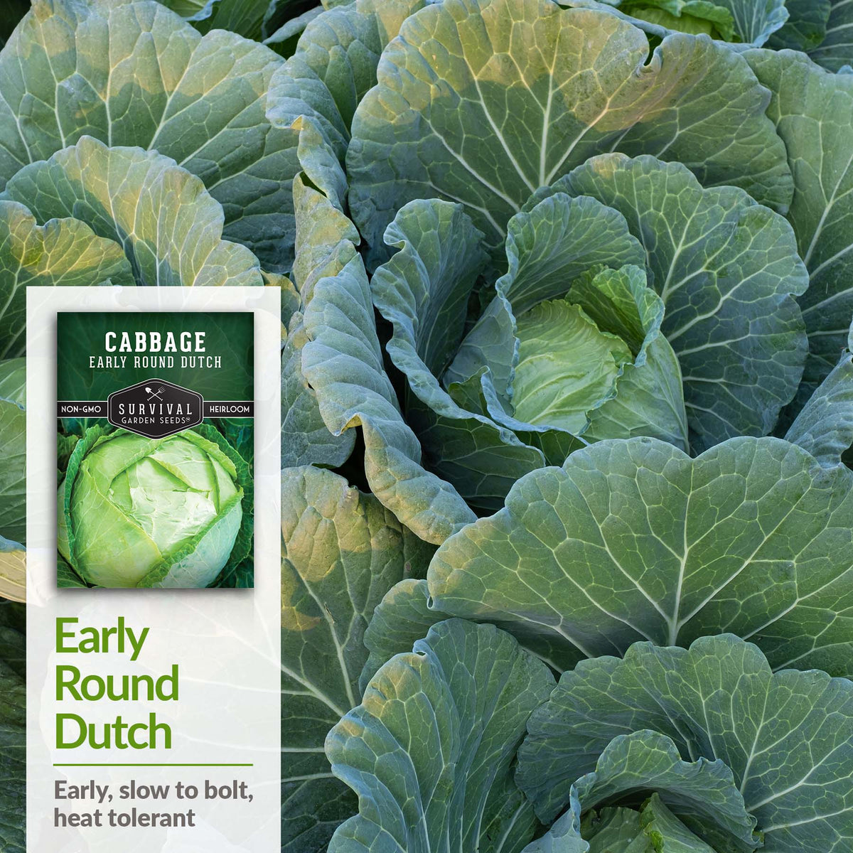 Early Round Dutch Cabbage is an early grower, slow to bolt and heat tolerant
