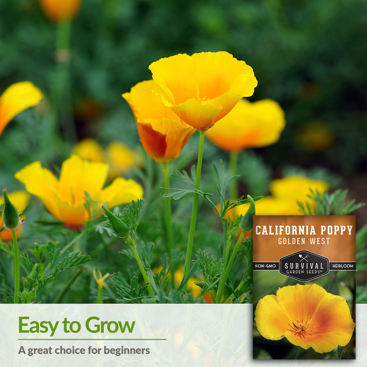 California Poppy is an easy to grow choice for beginners