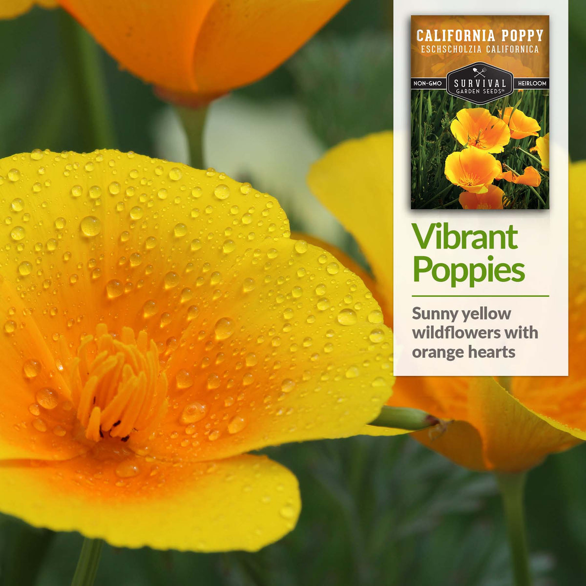 Golden West California Poppies have sunny yellow flowers with orange centers