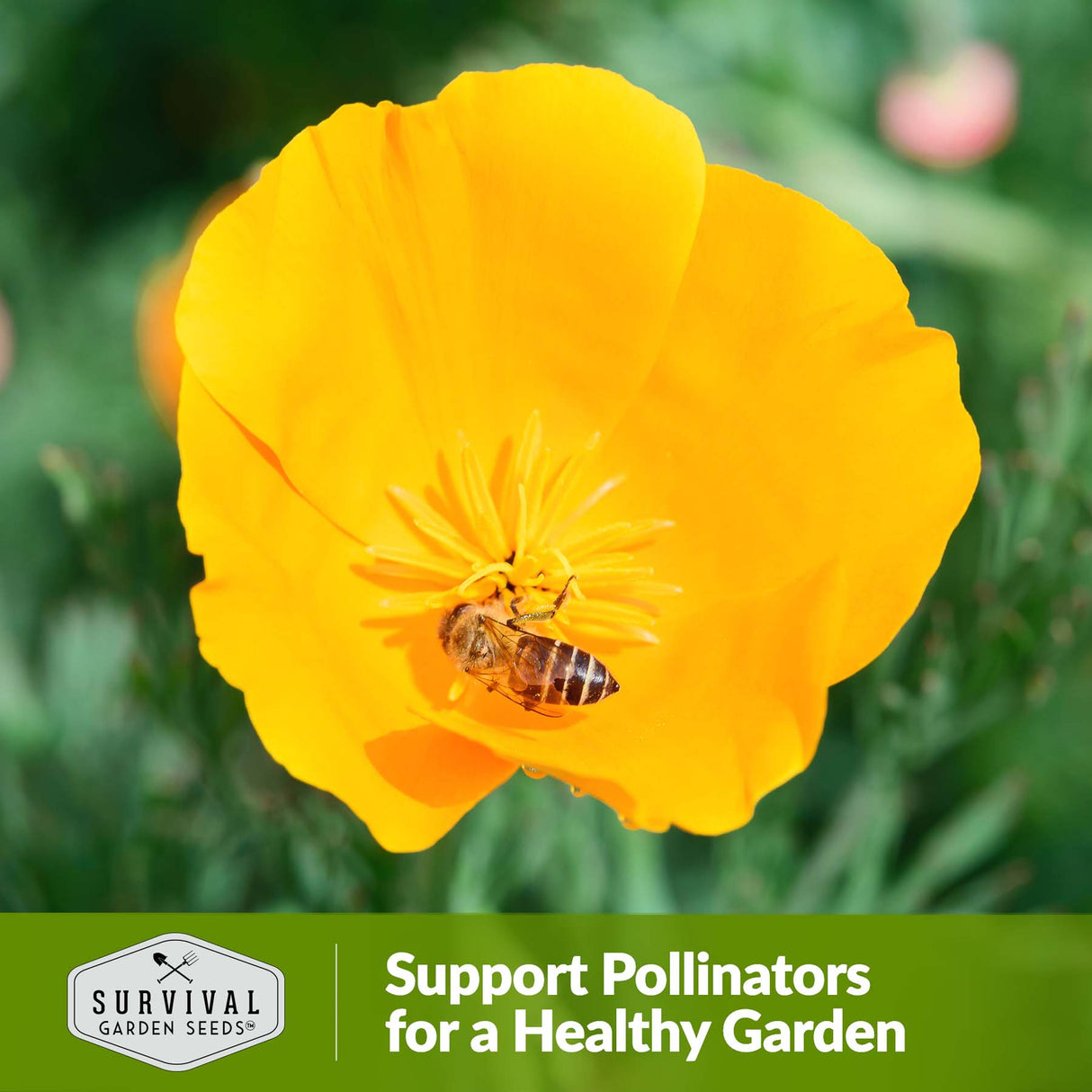 Support pollinators for a healthy garden