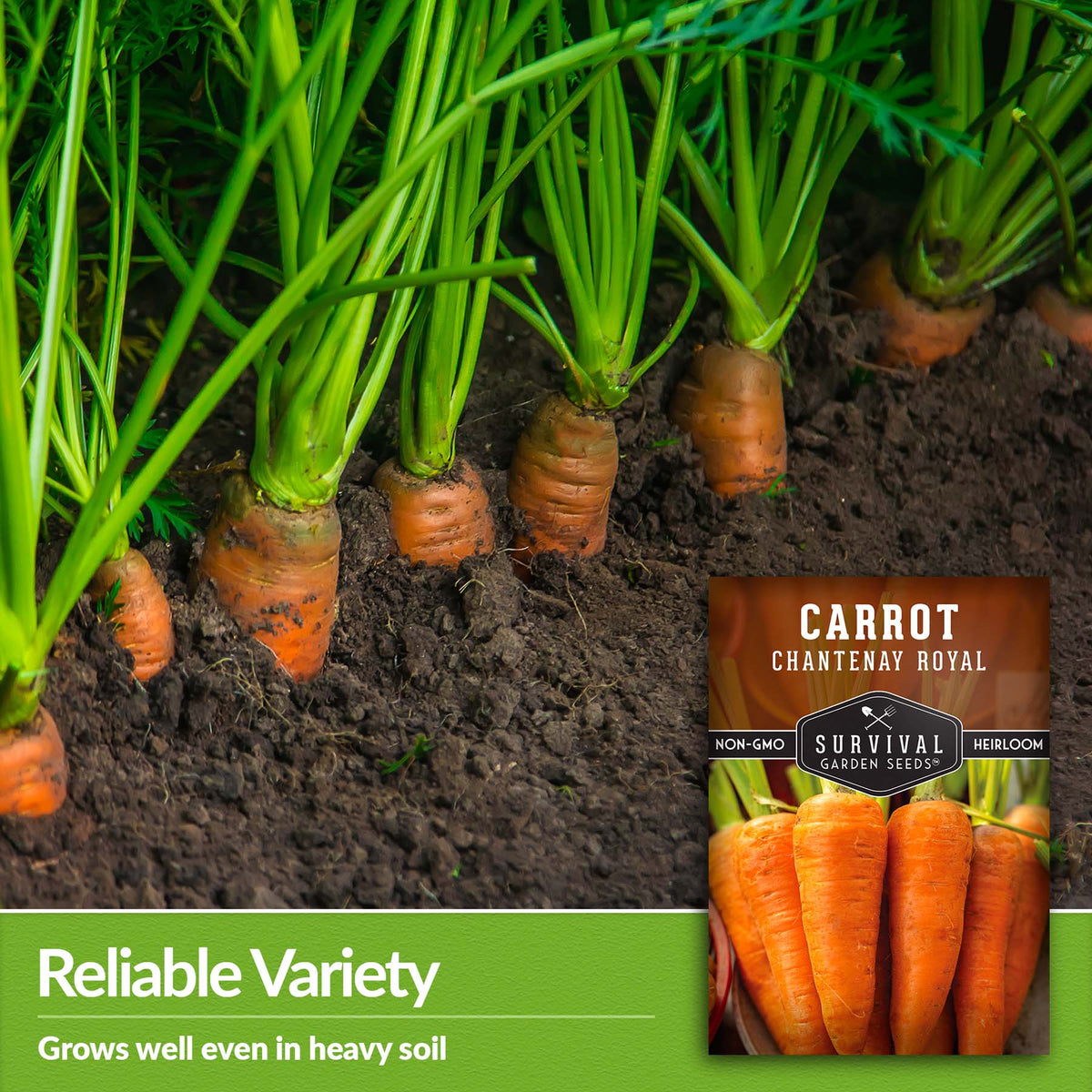 Chantenay Royal Carrots are a reliable variety that grows well even in heavy soil