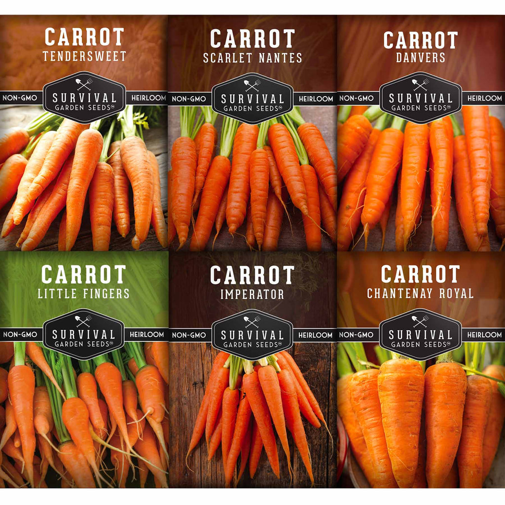 Carrots Collection - Scarlet Nantes, Imperator, Little Fingers, Chantenay Royal, Danvers and Tendersweet