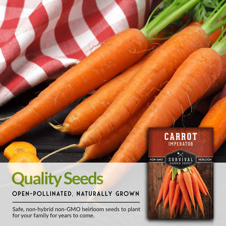 Quality, open-pollinated carrot seeds