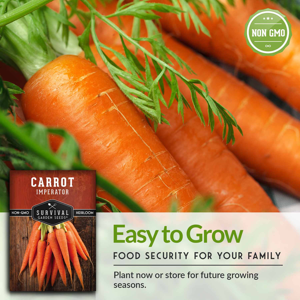 Carrots are easy to grow