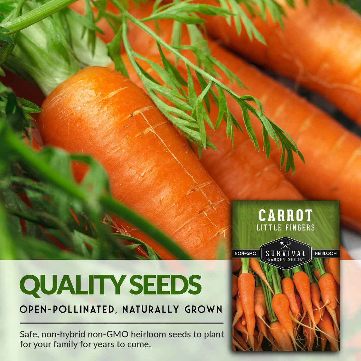 Quality, open-pollinated heirloom carrot seeds