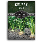 Utah Celery seeds for planting