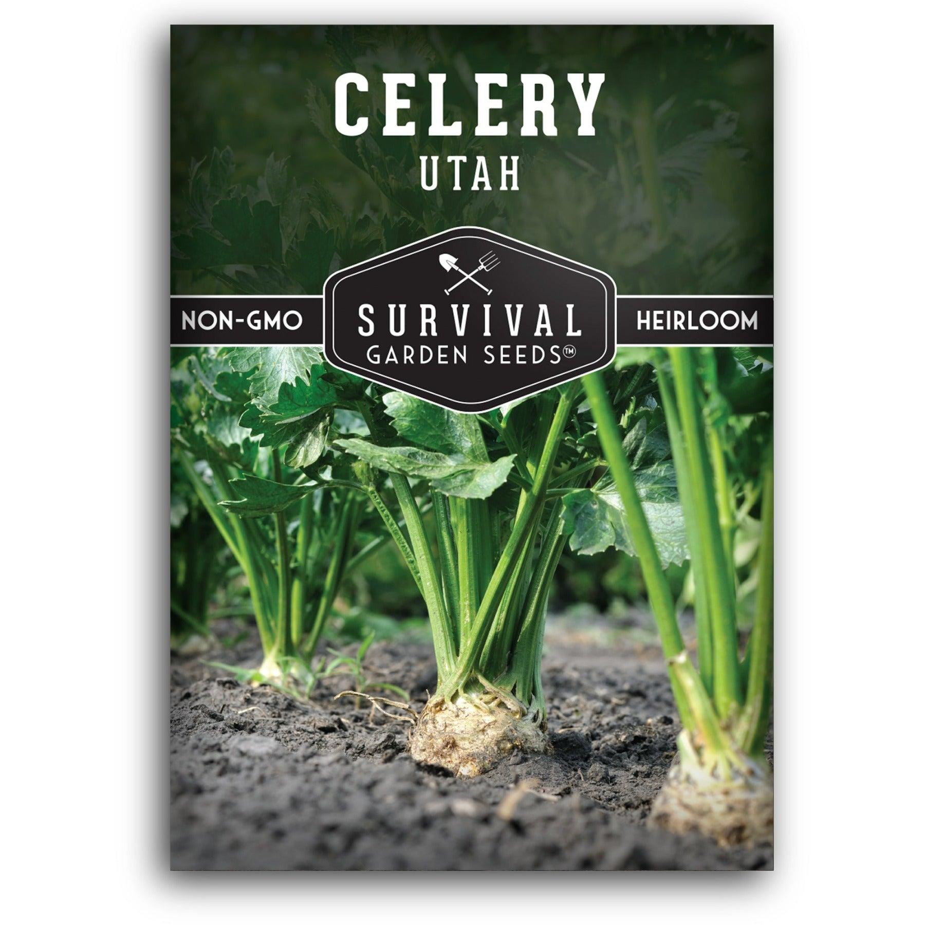 Utah Celery seeds for planting