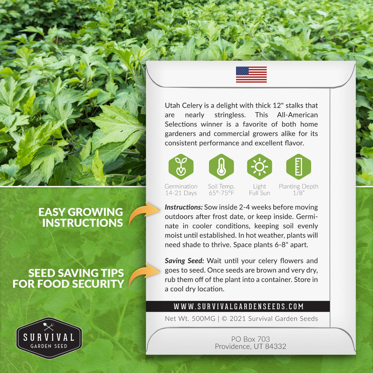 Utah Celery seed planting instructions