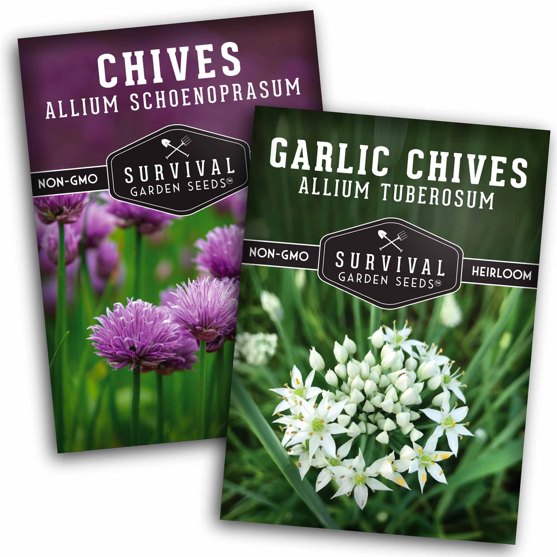 chives flower seeds Chive Seed Collection - Garlic & Common Chives