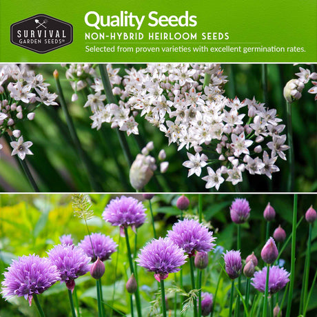 Quality non-hybrid heirloom chive seeds