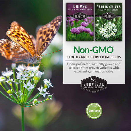 Non-gmo non-hybrid heirloom chive seeds