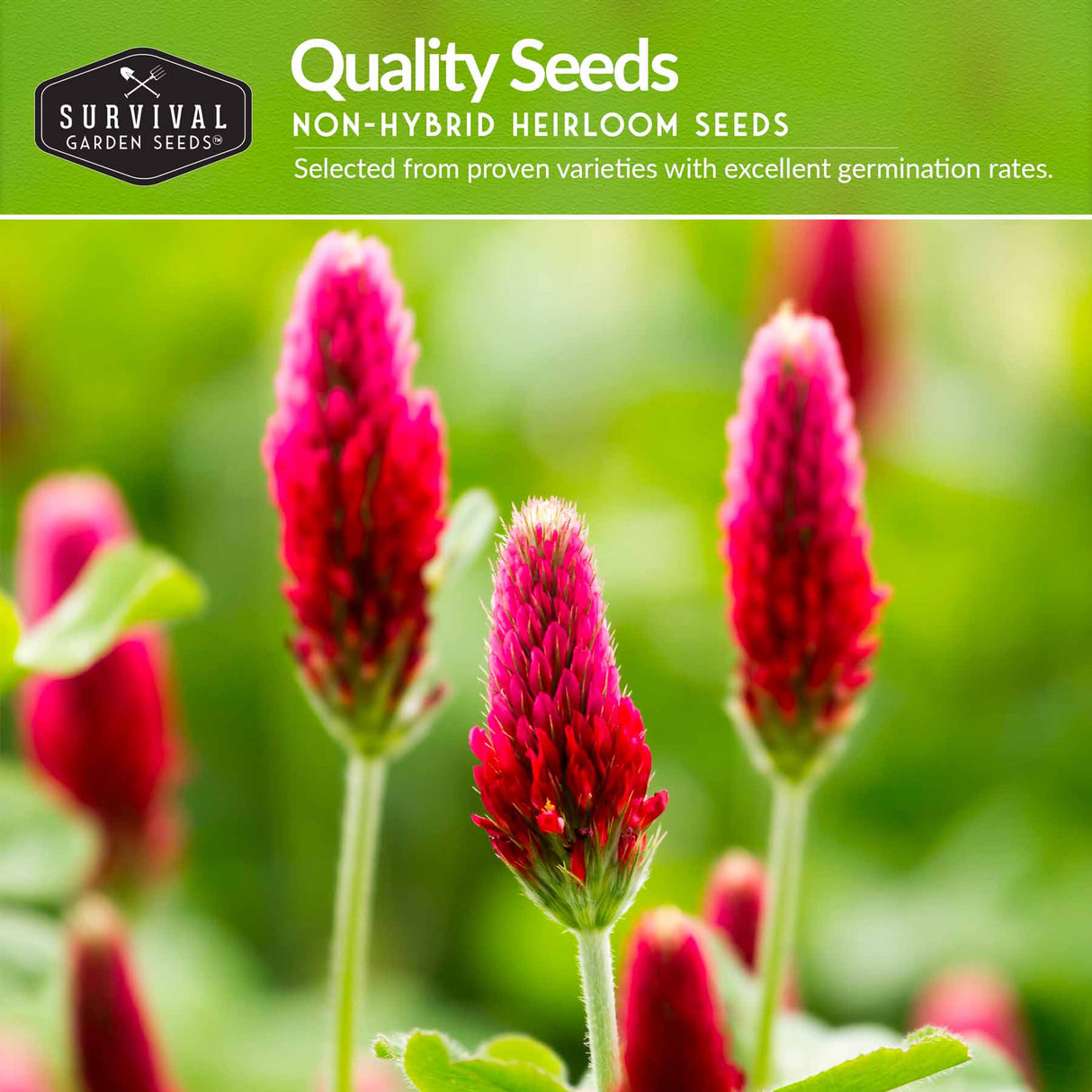 Quailty non-hybrid heirloom seeds