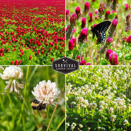 crimson and white clover