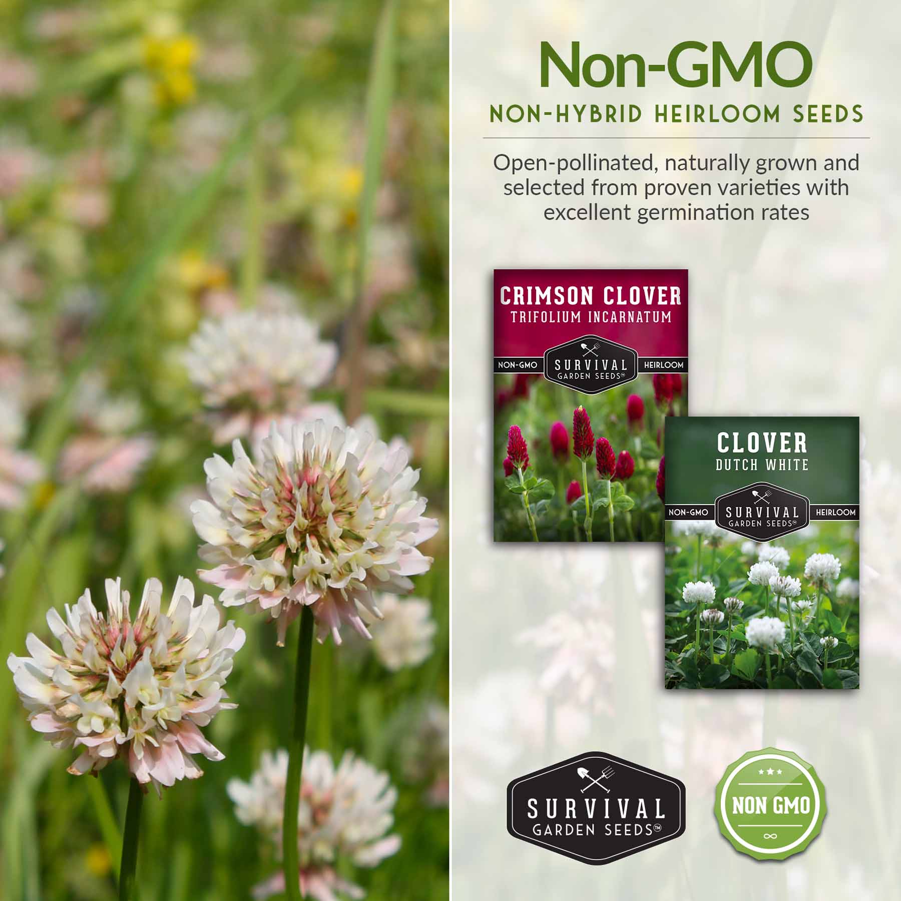 Crimson & White Clover Seed Collection – SurvivalGardenSeeds