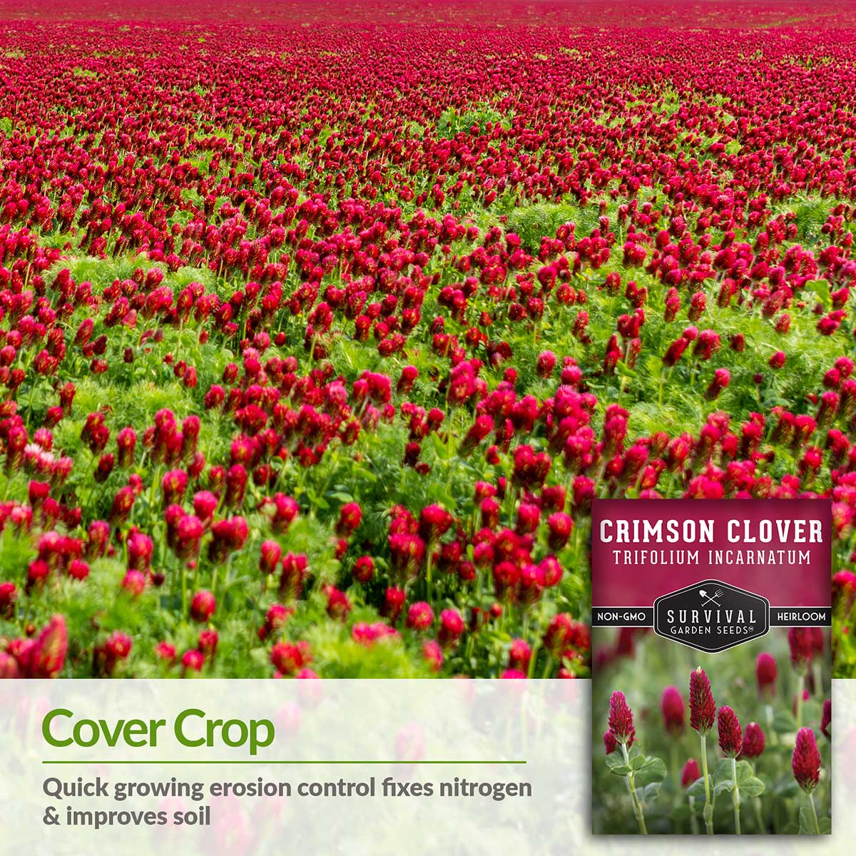 Crimson Clover Seed
