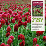 Crimson Clover Seed