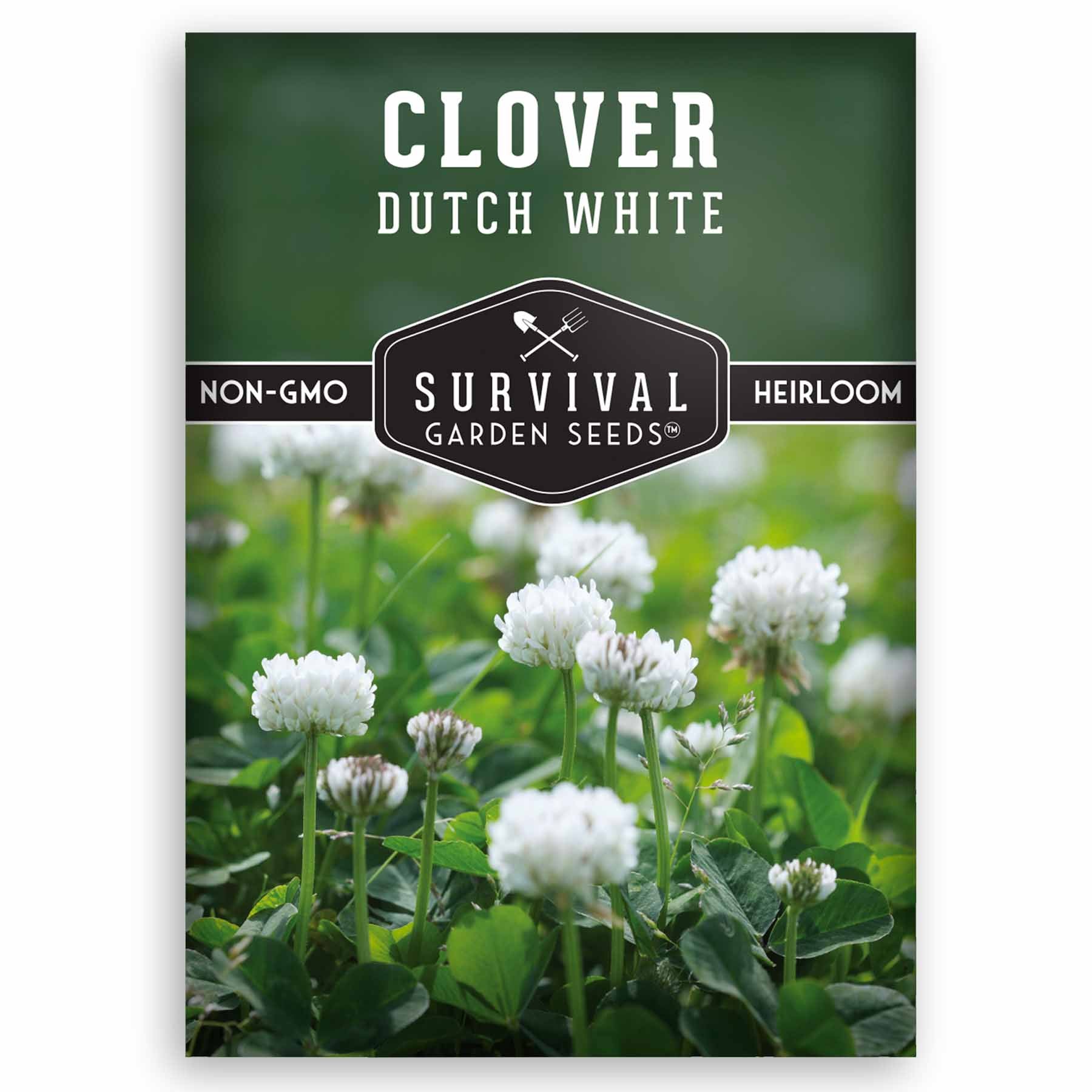 Dutch White Clover seeds for planting