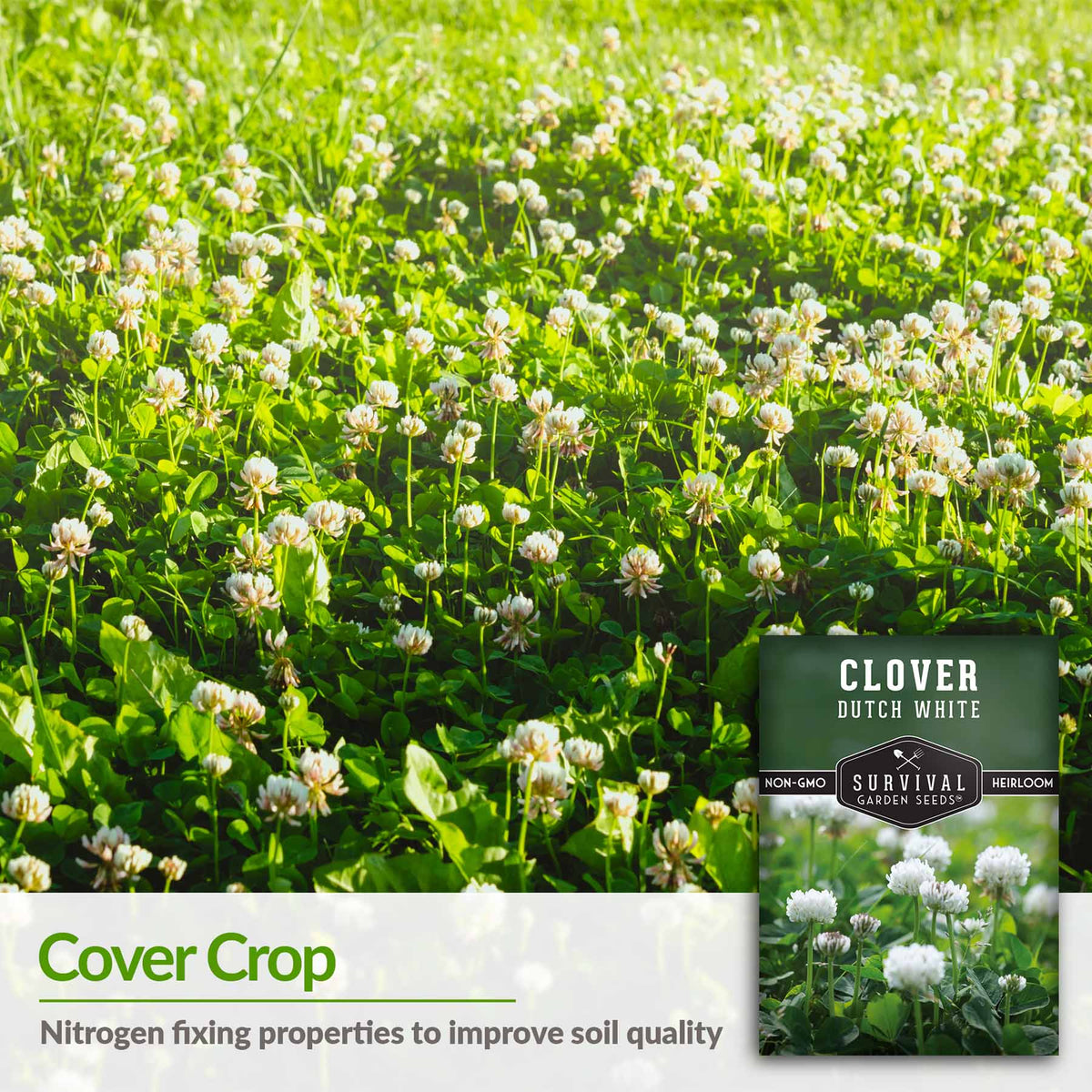 Dutch White Clover is a nitrogen fixing cover crop