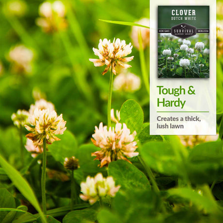 Dutch White Clover will create a thick lush lawn