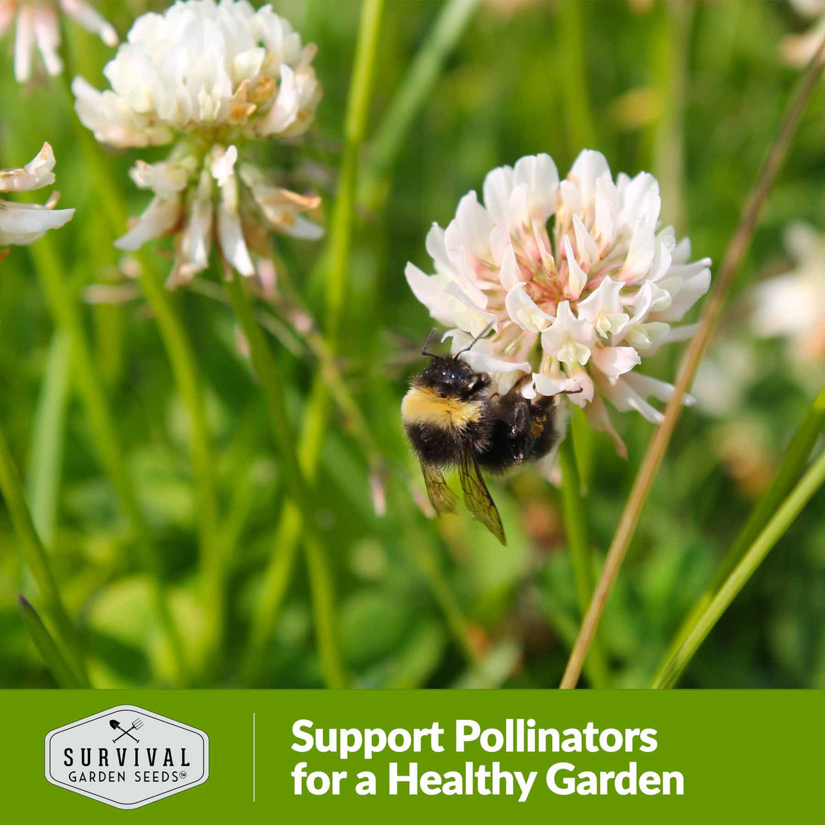 Clover will help support pollinators for a healthy garden