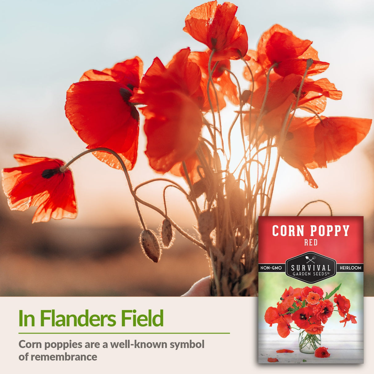 Corn poppies are a well-known symbol of remembrance