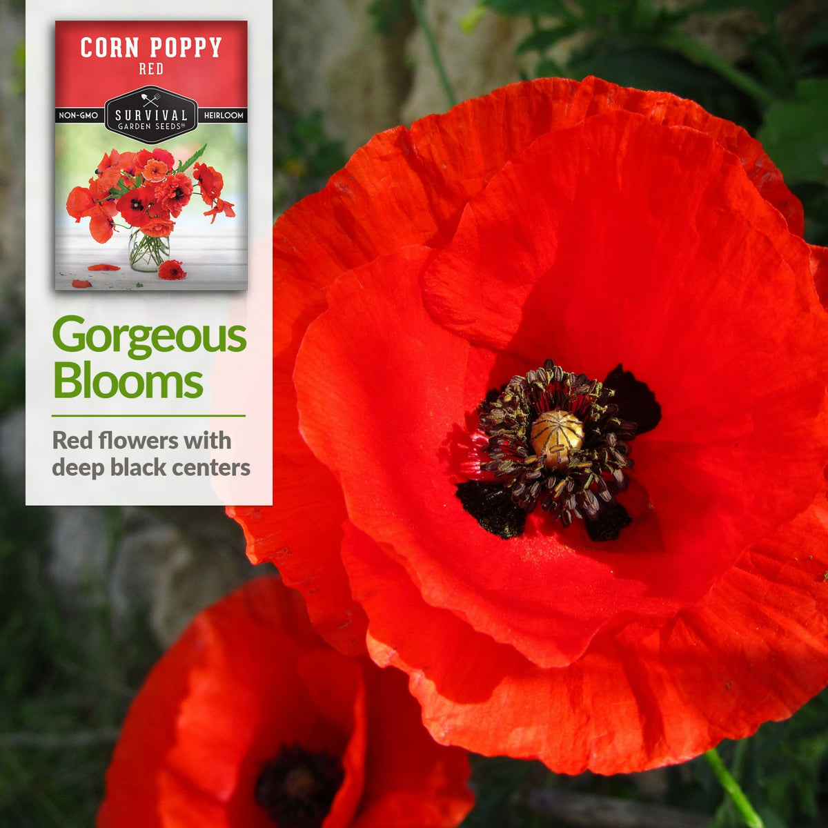 corn poppies have red flowers with deep black centers