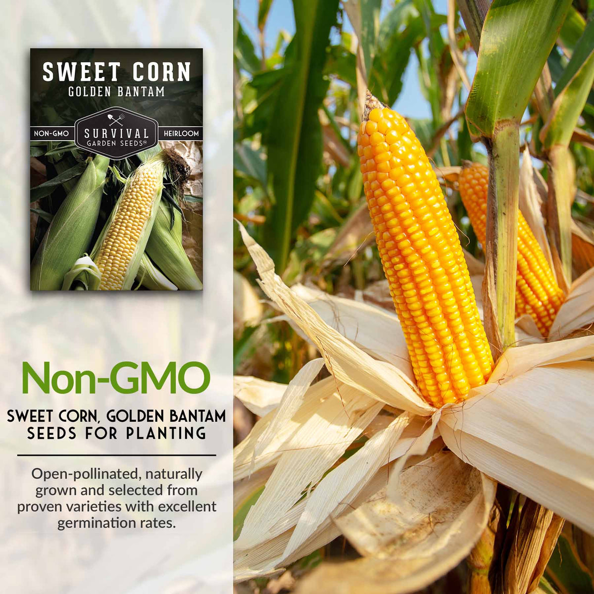 Non-GMO Sweet Corn Seeds for planting