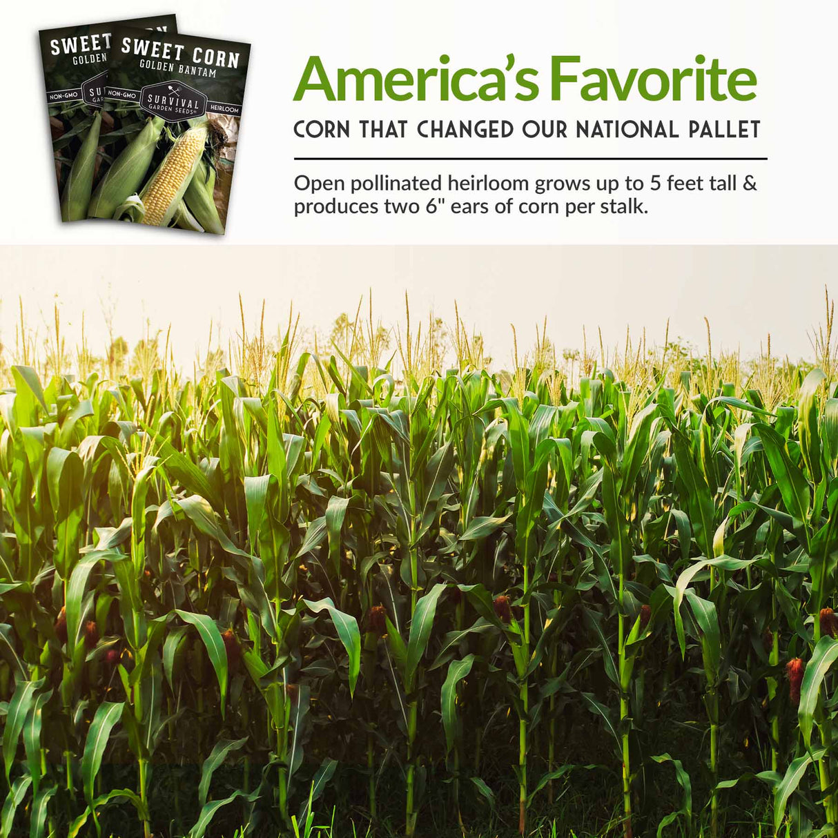 America's Favorite Sweet corn