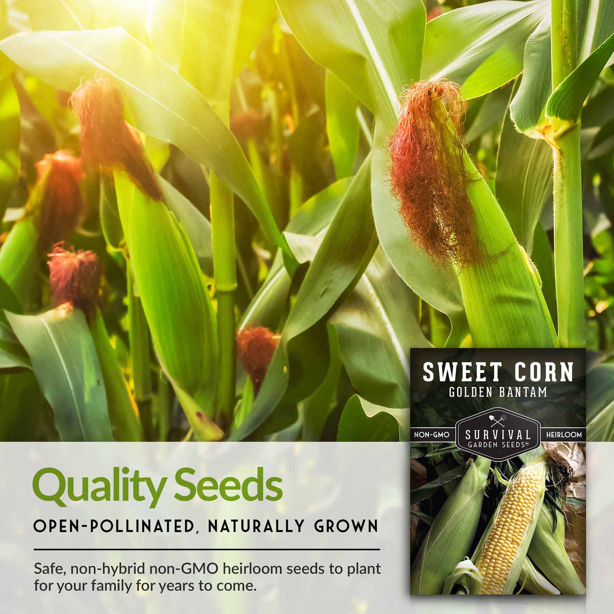 Quality Open-pollinated naturally grown sweet corn