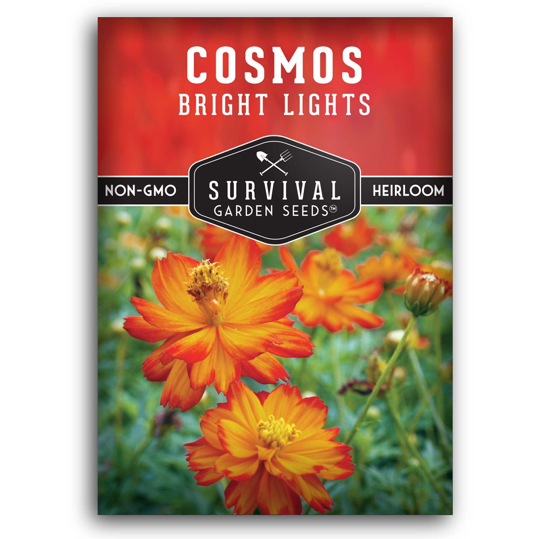 cosmos seed planting depth Bright Lights Cosmos Seeds – Heat-Tolerant Heirloom Flowers for Pollinator & Wildflower Gardens