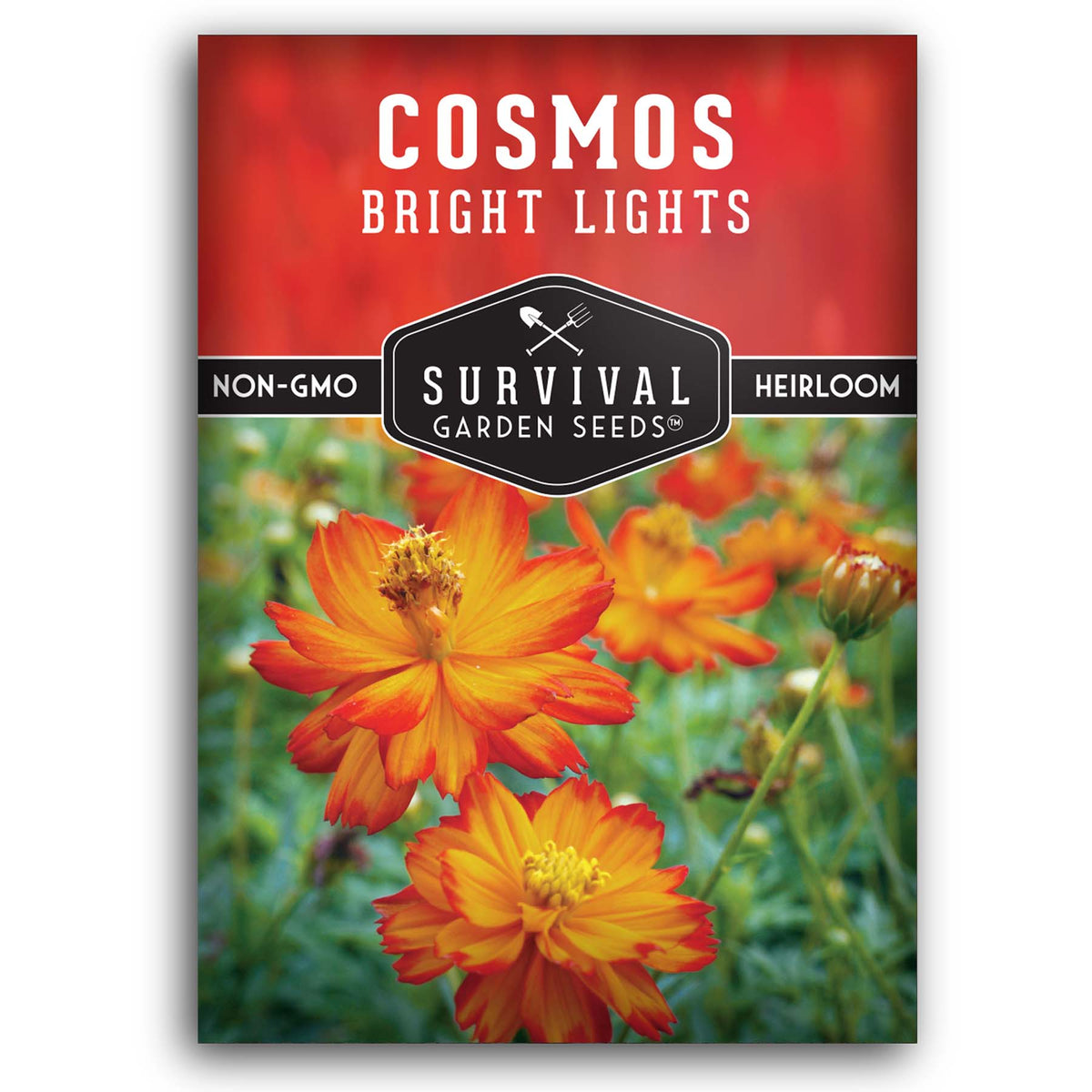 Bright Lights Cosmos seeds for planting
