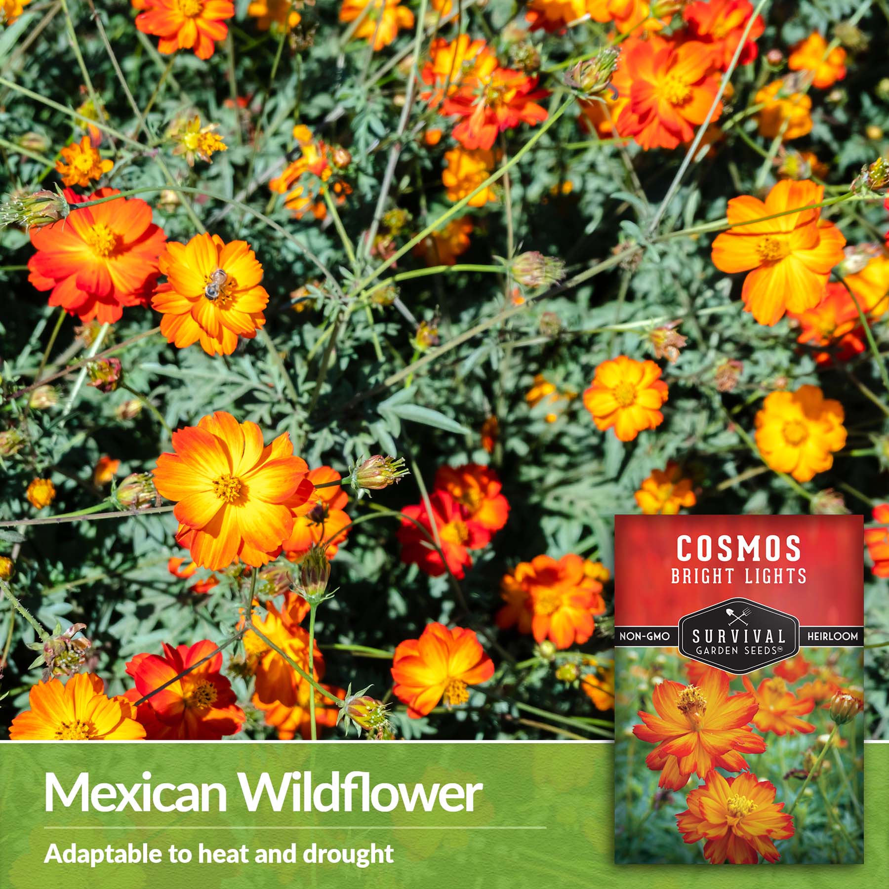 Bright Lights Cosmos Seeds for Planting – SurvivalGardenSeeds