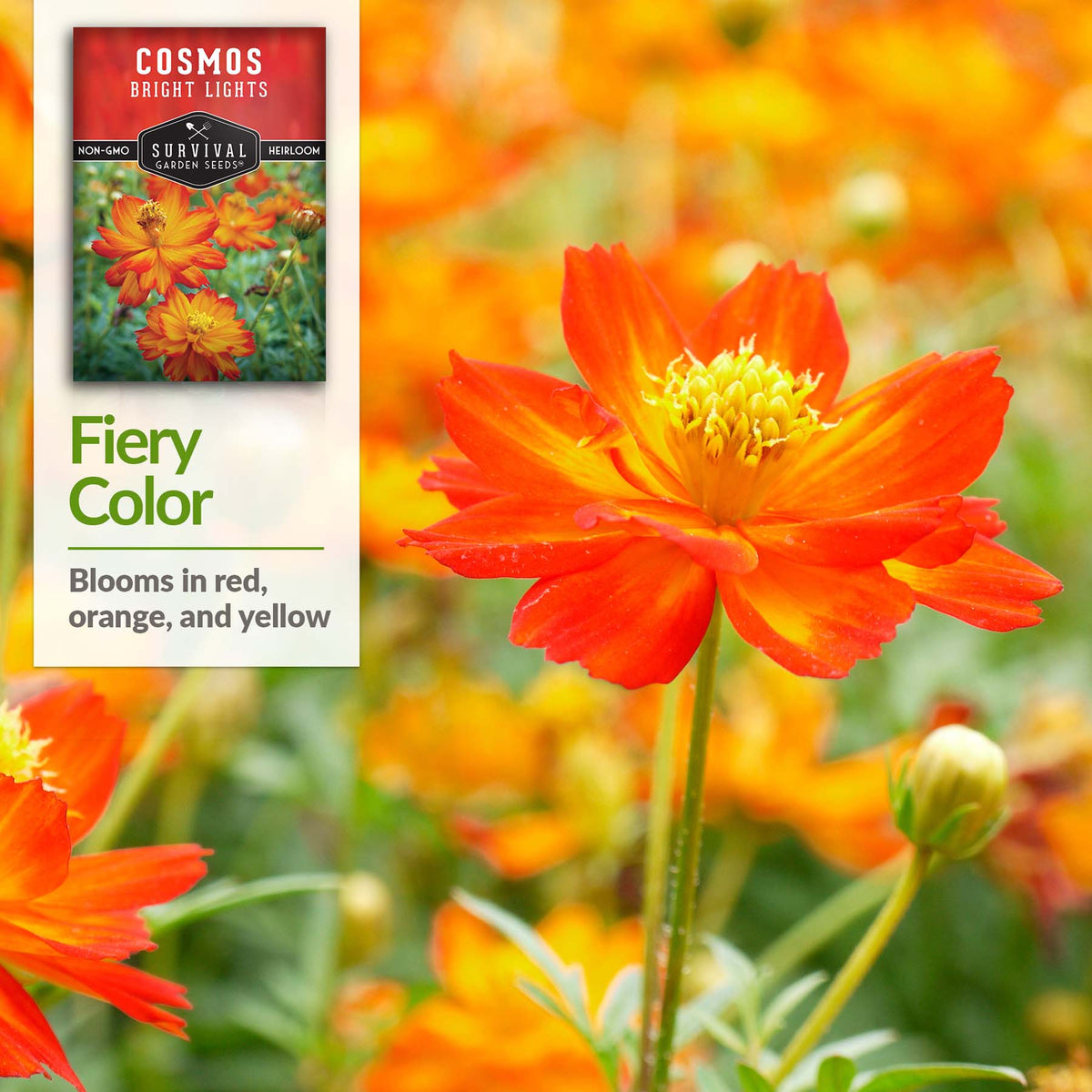 Bright Lights Cosmos have blooms in red, orange and yellow