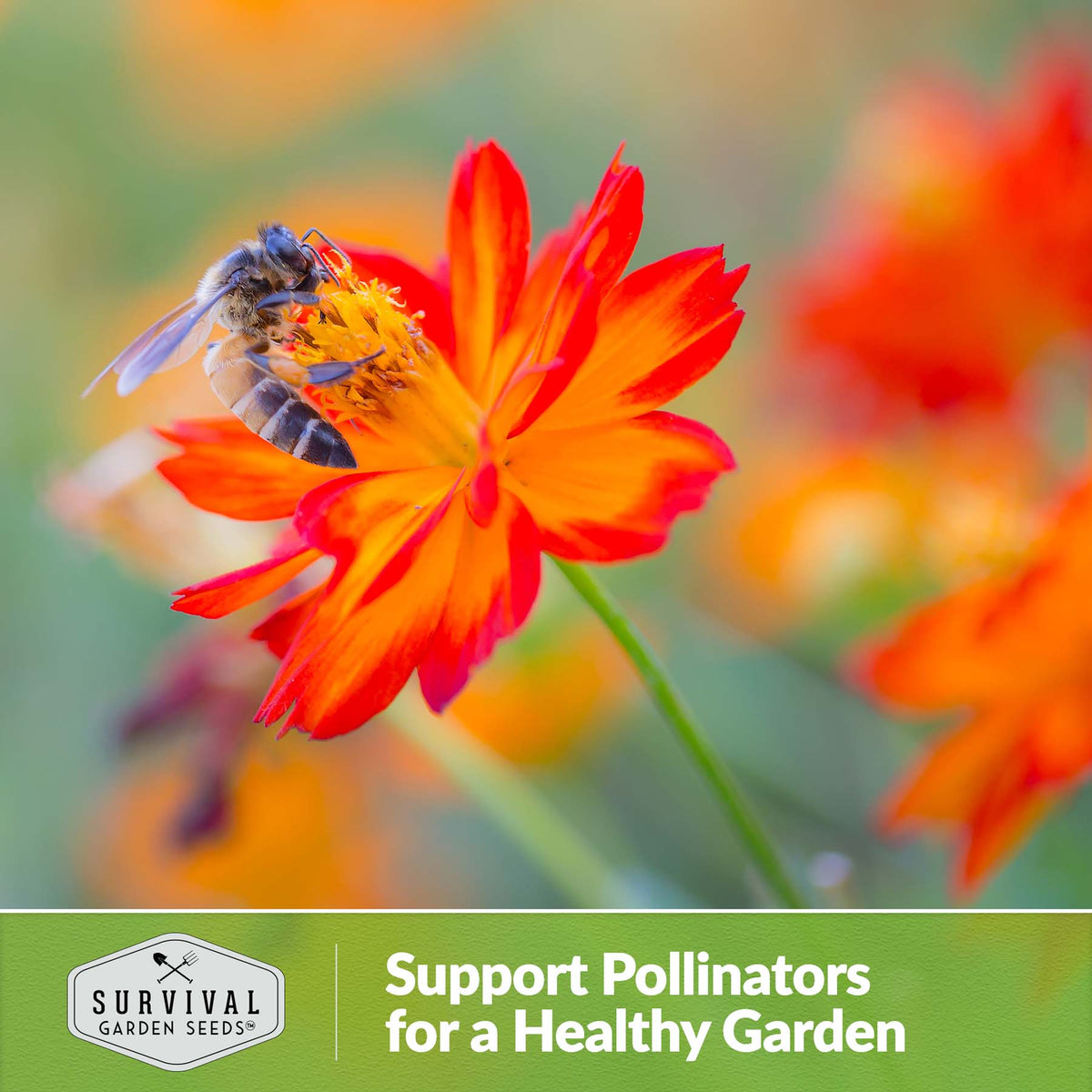 Cosmos support pollinators for a healthy garden