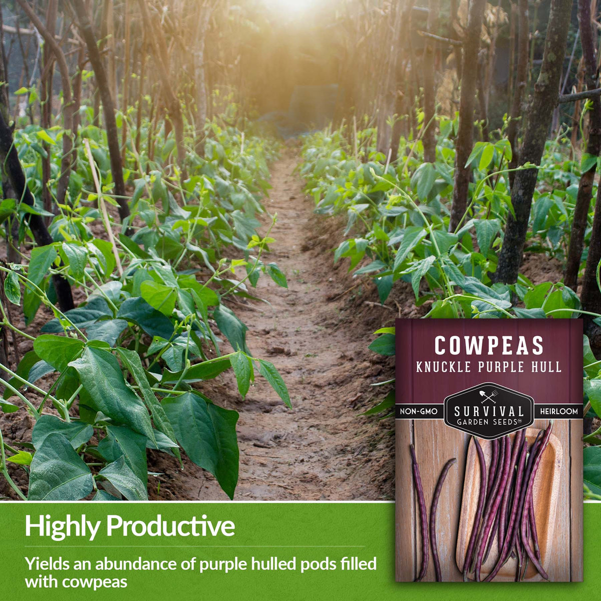 Knuckle Purple Hull Cowpeas are highly productive